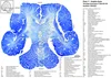 Atlas of the Brain of a Dolphin — Comparative Brain Anatomy