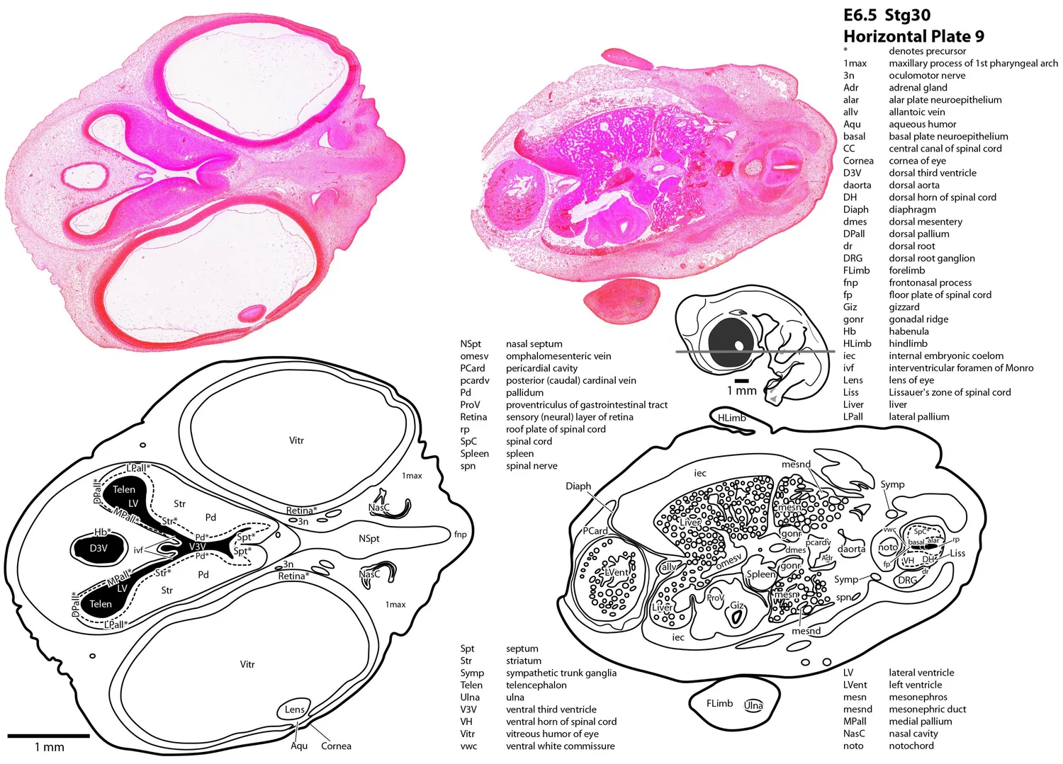 Chick Embryo Atlas E6.5 Horizontal — Comparative Brain Anatomy