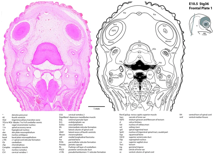 Chick Embryo Atlas E10.5 Frontal — Comparative Brain Anatomy