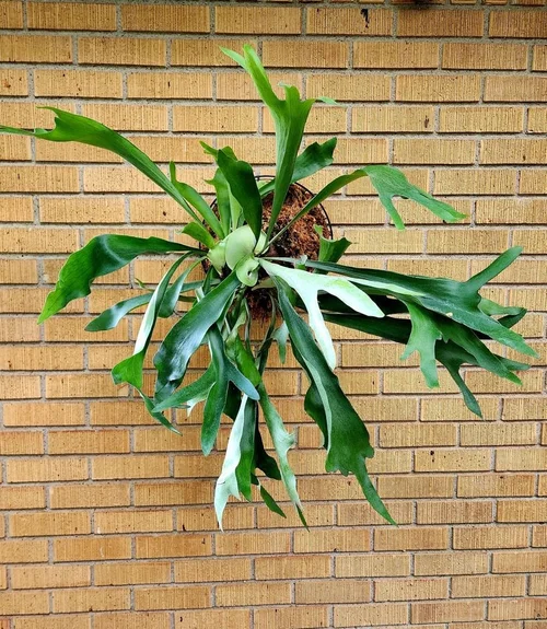 Staghorn fern mounted on brick