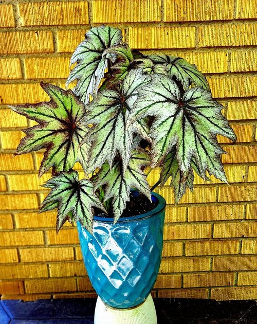 Begonia in a teal pot