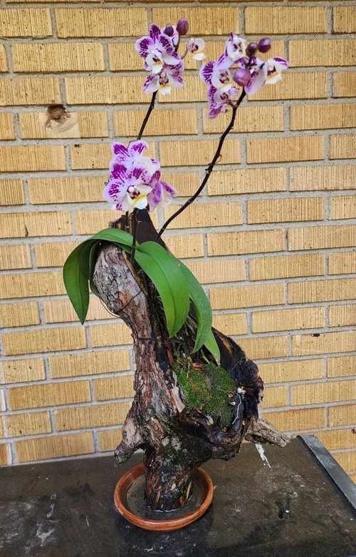 Orchid mounted on driftwood