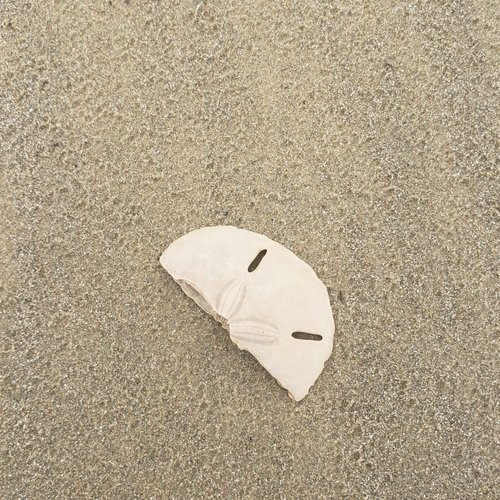 Half a sand dollar on wet sand