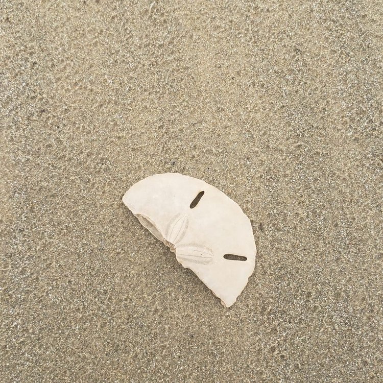 Half a sand dollar on wet sand