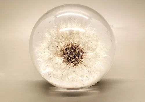 Dandelion seed head in a resin sphere