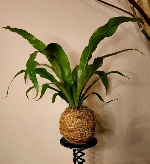 Kokedama fern on a stand
