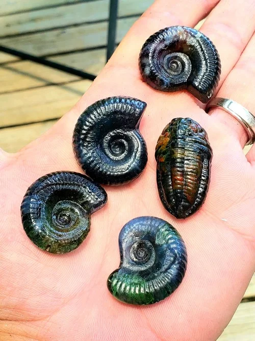 Dark iridescent cast ammonites