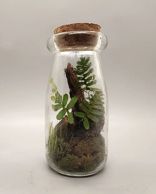 Bottle terrarium with fern