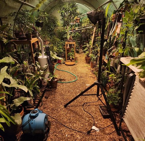 Path through the greenhouse