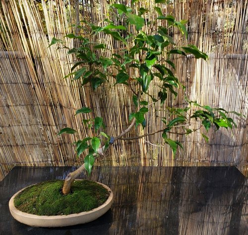 Bonsai on a slatted shelf