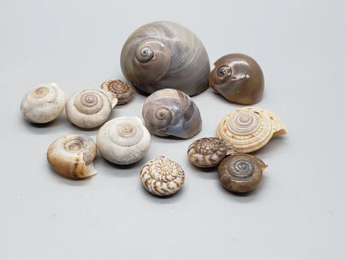 Collected snail shells