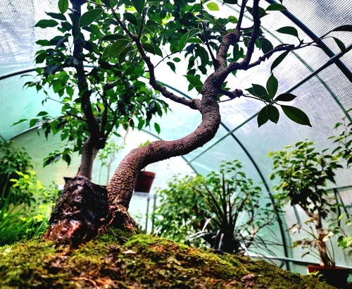 Bonsai in the greenhouse