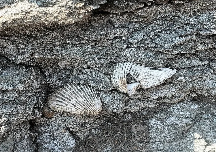 Ribbed shells in grey rock