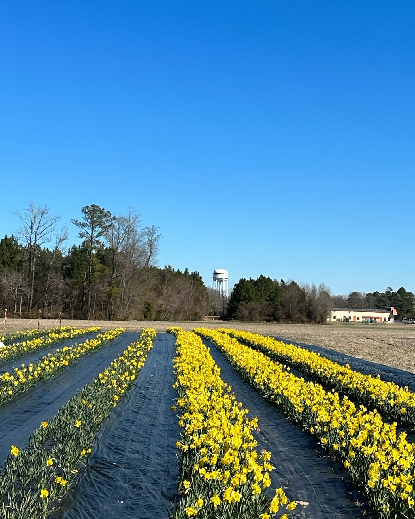 The daffodils are blooming like crazy!

Want a bucket full? Or an arrangement?

Text, call, 919-920-9349 or click the shopping link in the bottom left corner of this post and note that you would like daffodils!