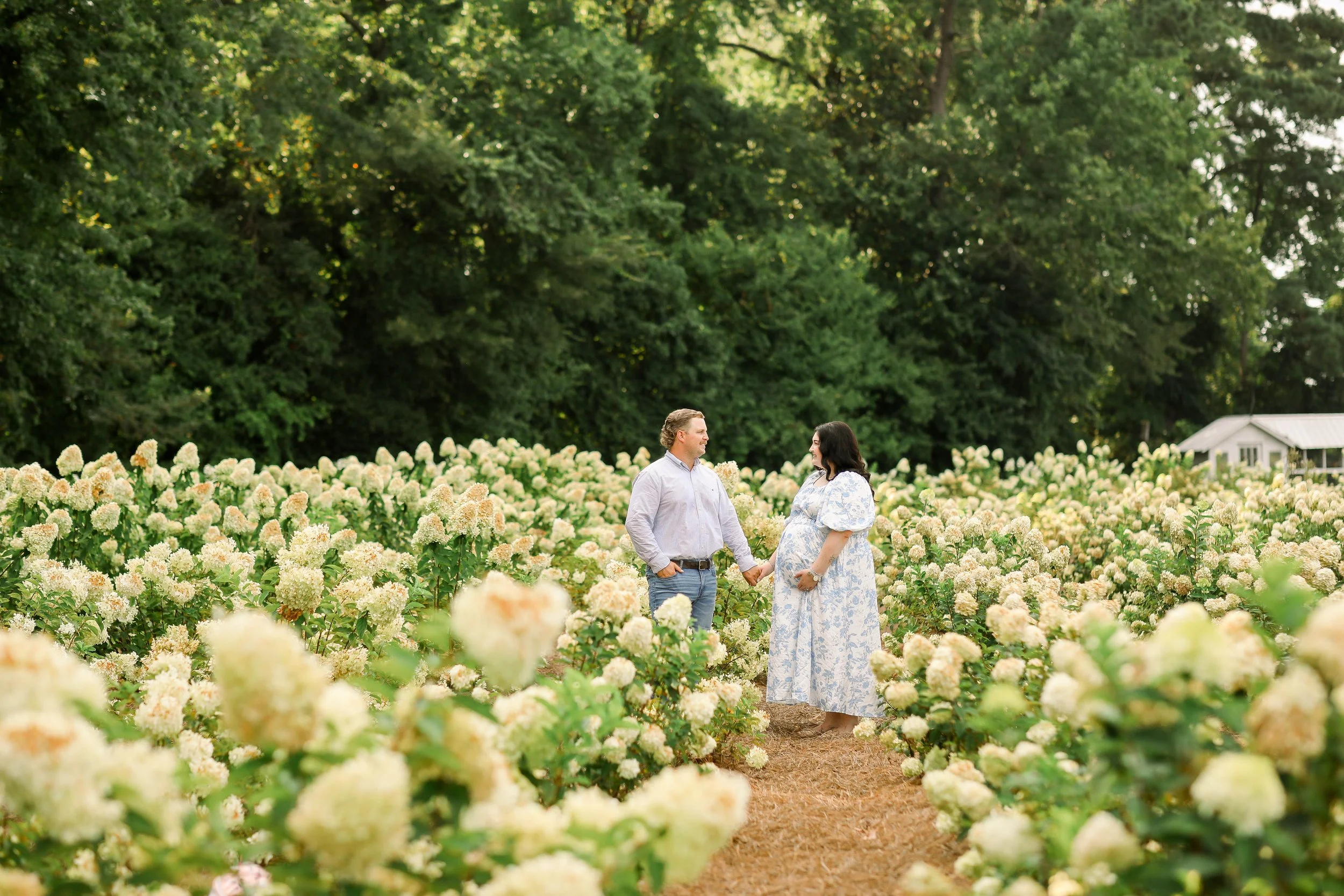 The Hydrangea Grove — BROOKE'S FRESH CUT FLOWER FARM