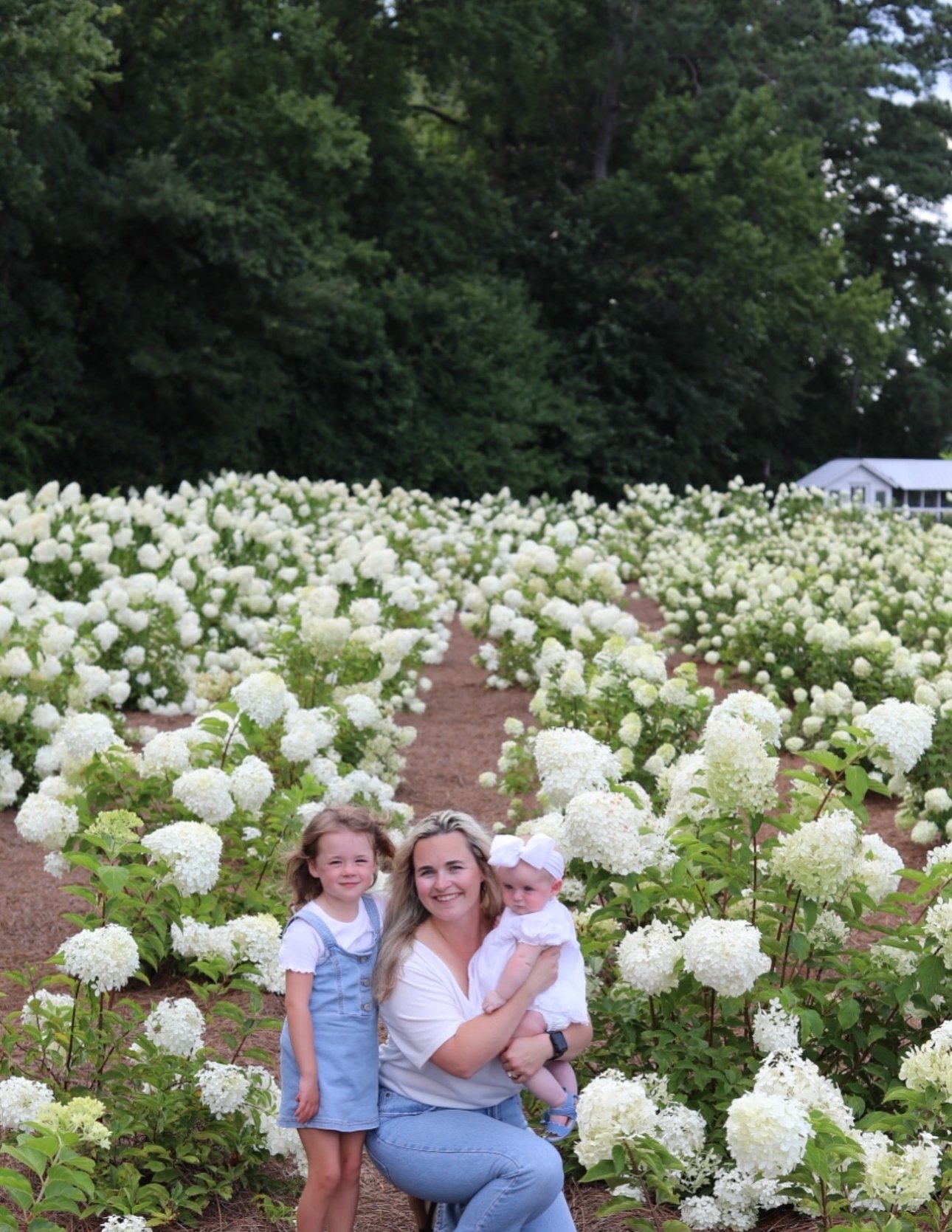 Hydrangea Harvest Day