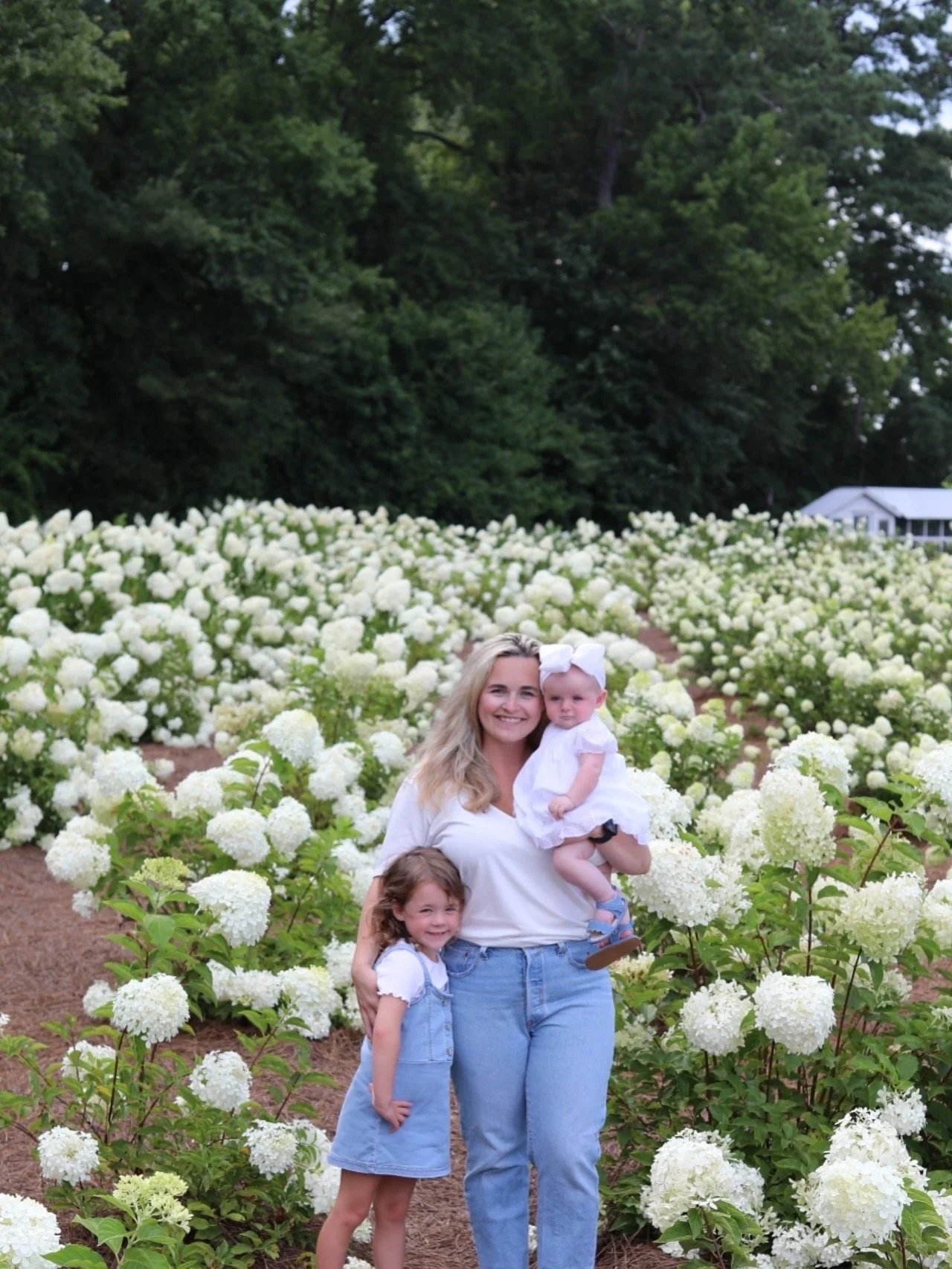Hydrangea Grove Minis