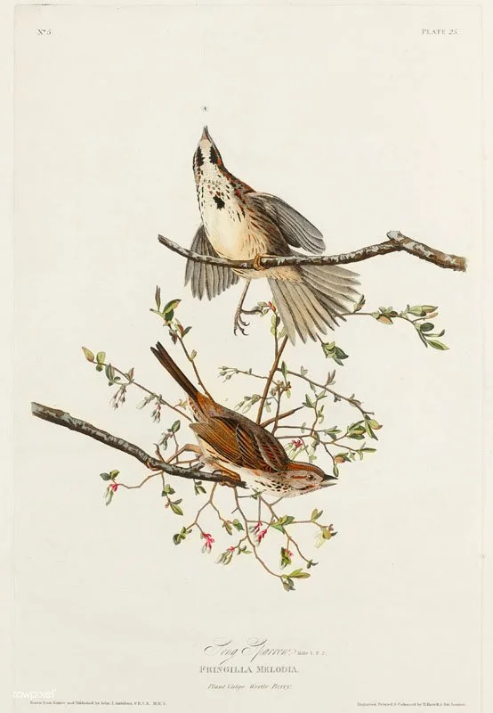 Song Sparrow from Birds of America (1827) by John James Audubon (1785 - 1851), etched by Robert Havell (1793 - 1878).