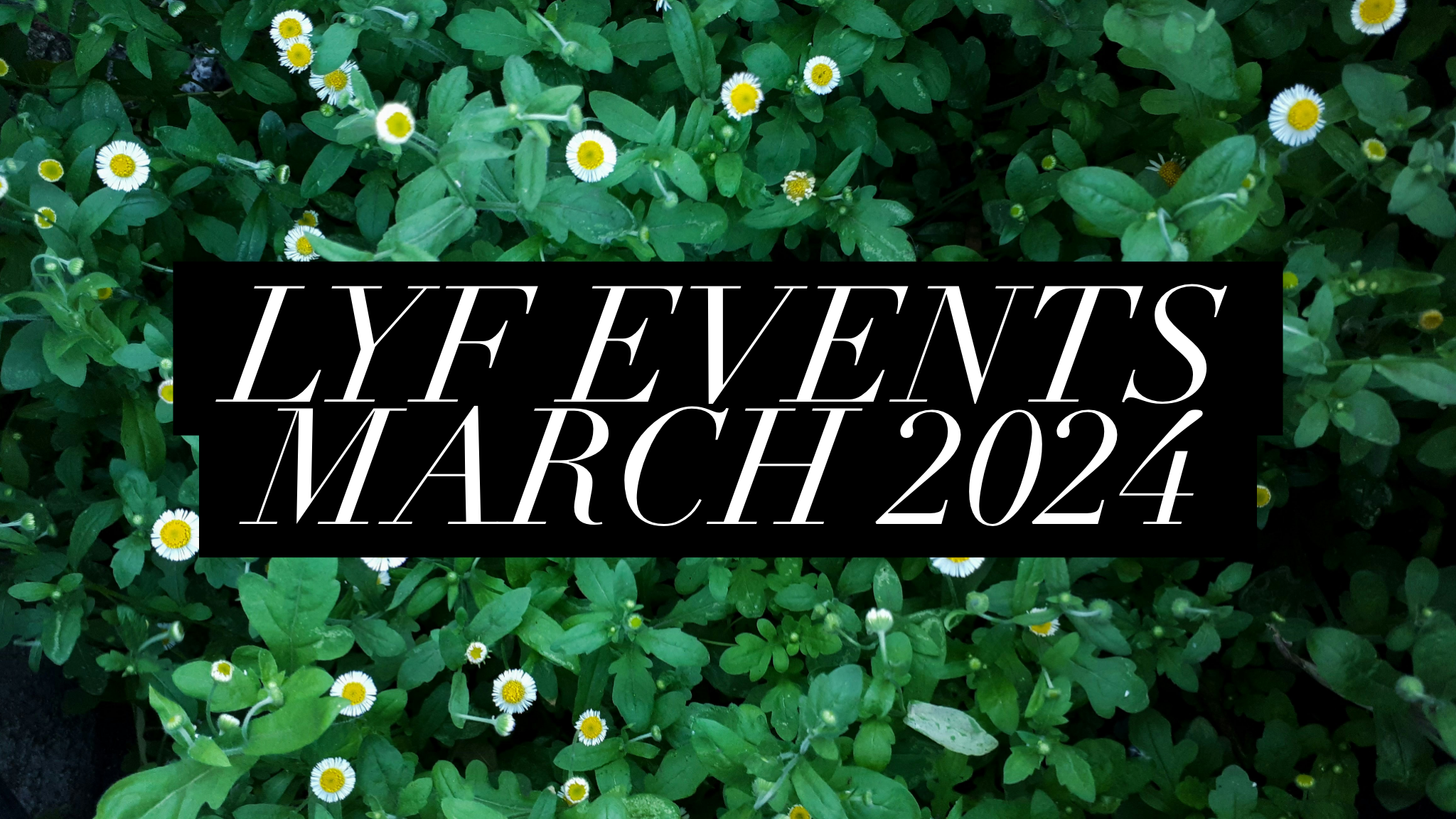 LYF Update March 2024