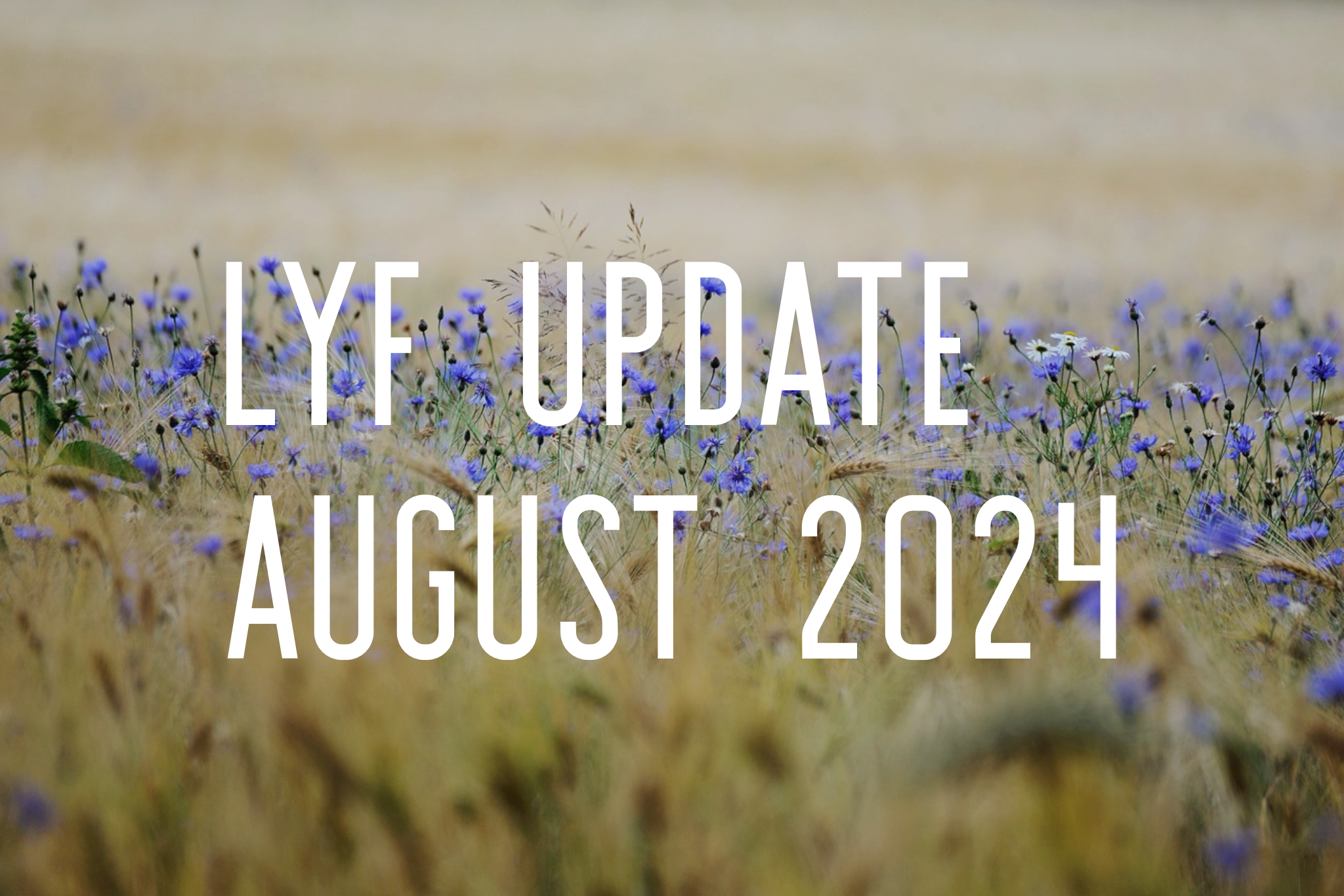 LYF Update August 2024