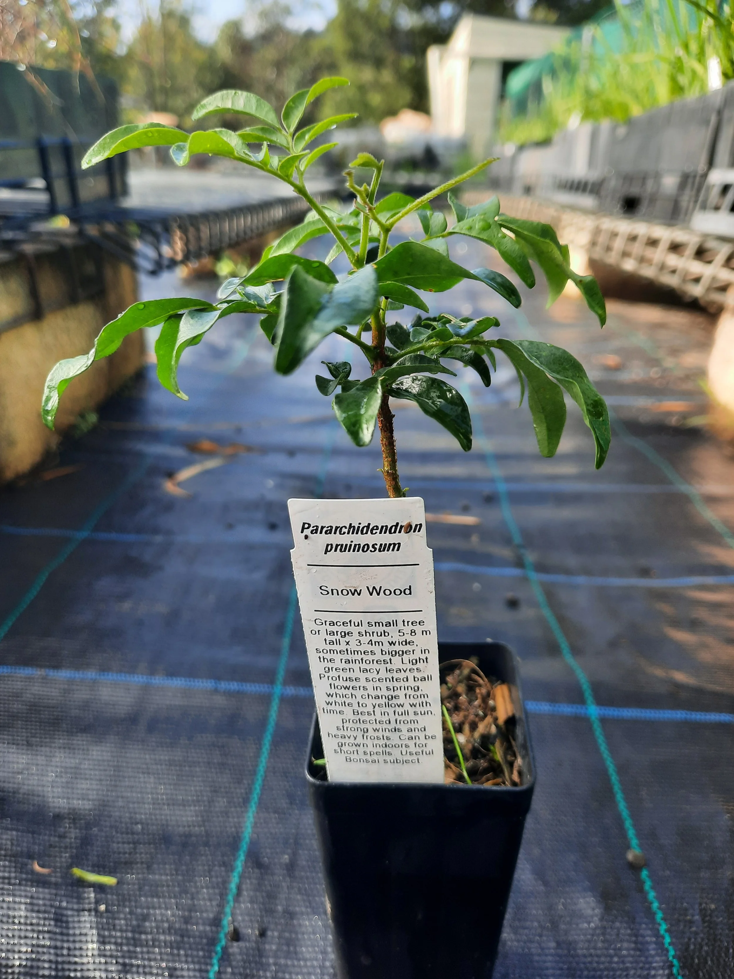 Parachidendron pruinosum Tubestock.jpg