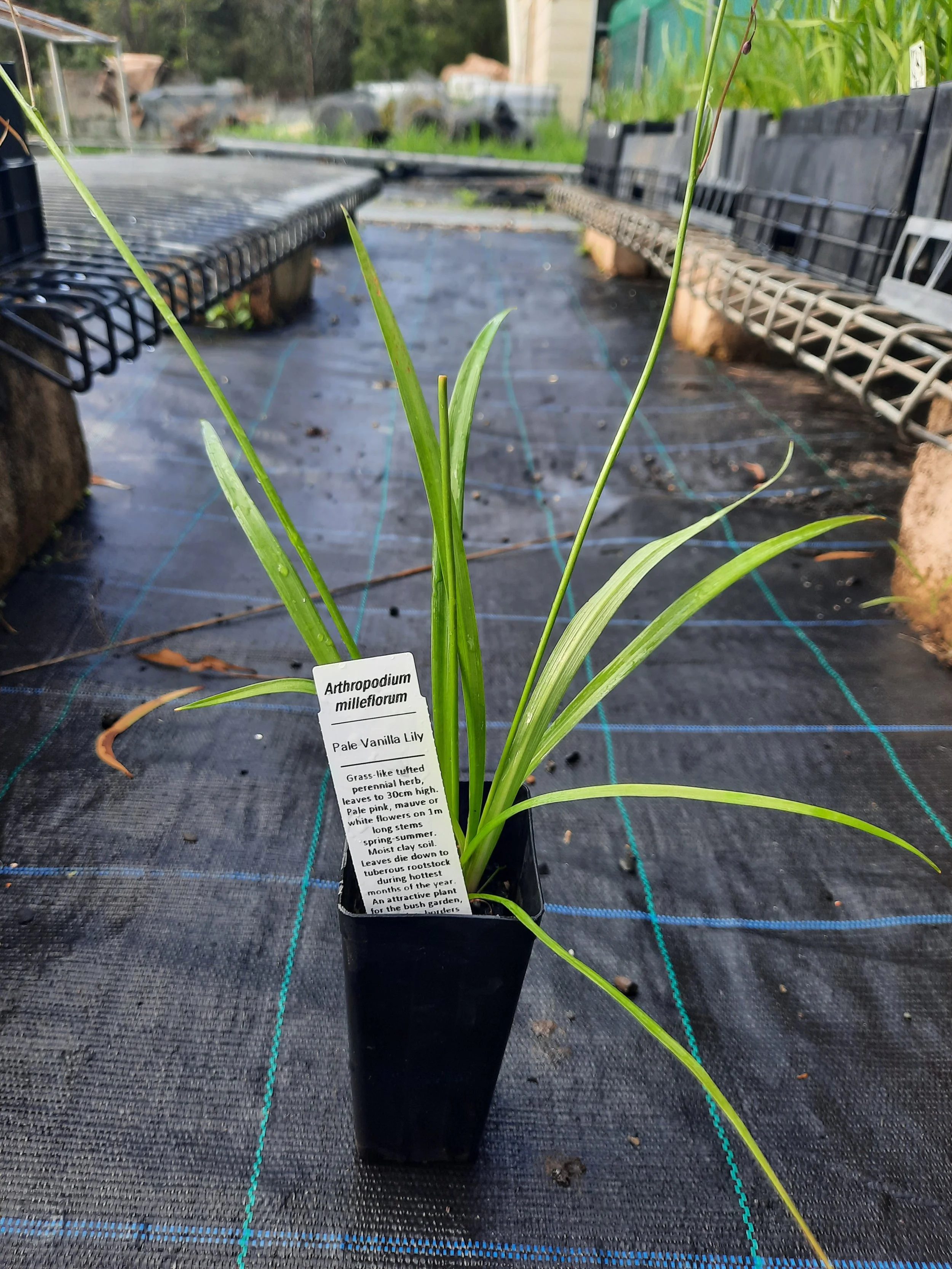 Arthropodium milliformis tubestock.jpg