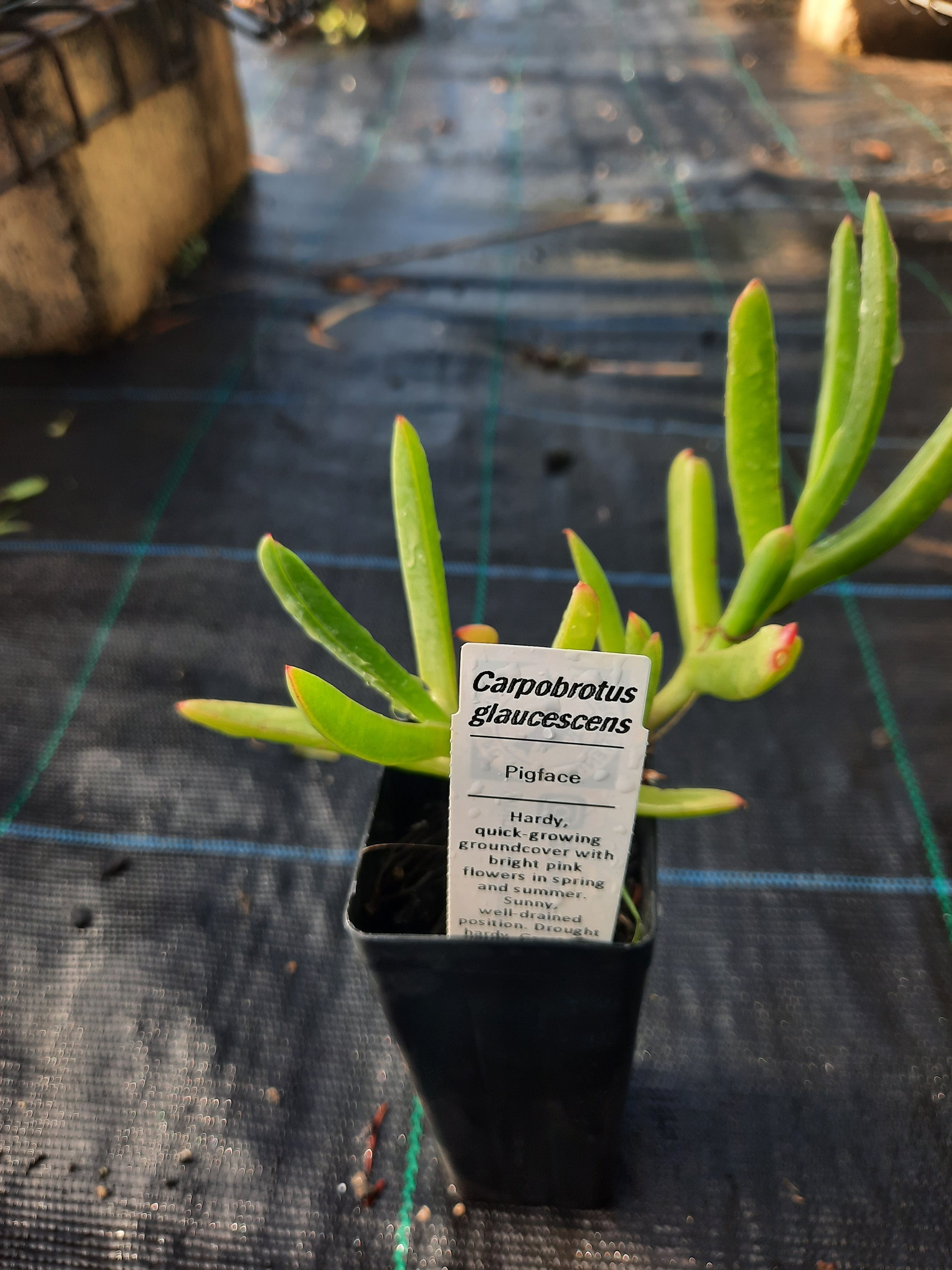 Carpobrotus glaucescens tubestock.jpg