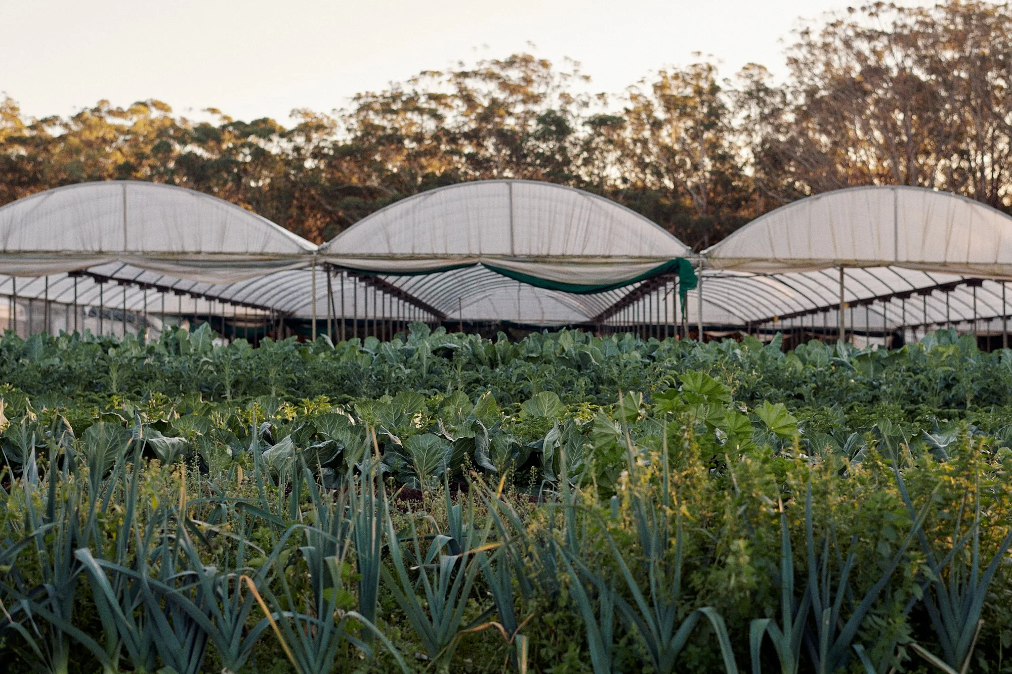 230626_NewcastleGreens_0065.jpg