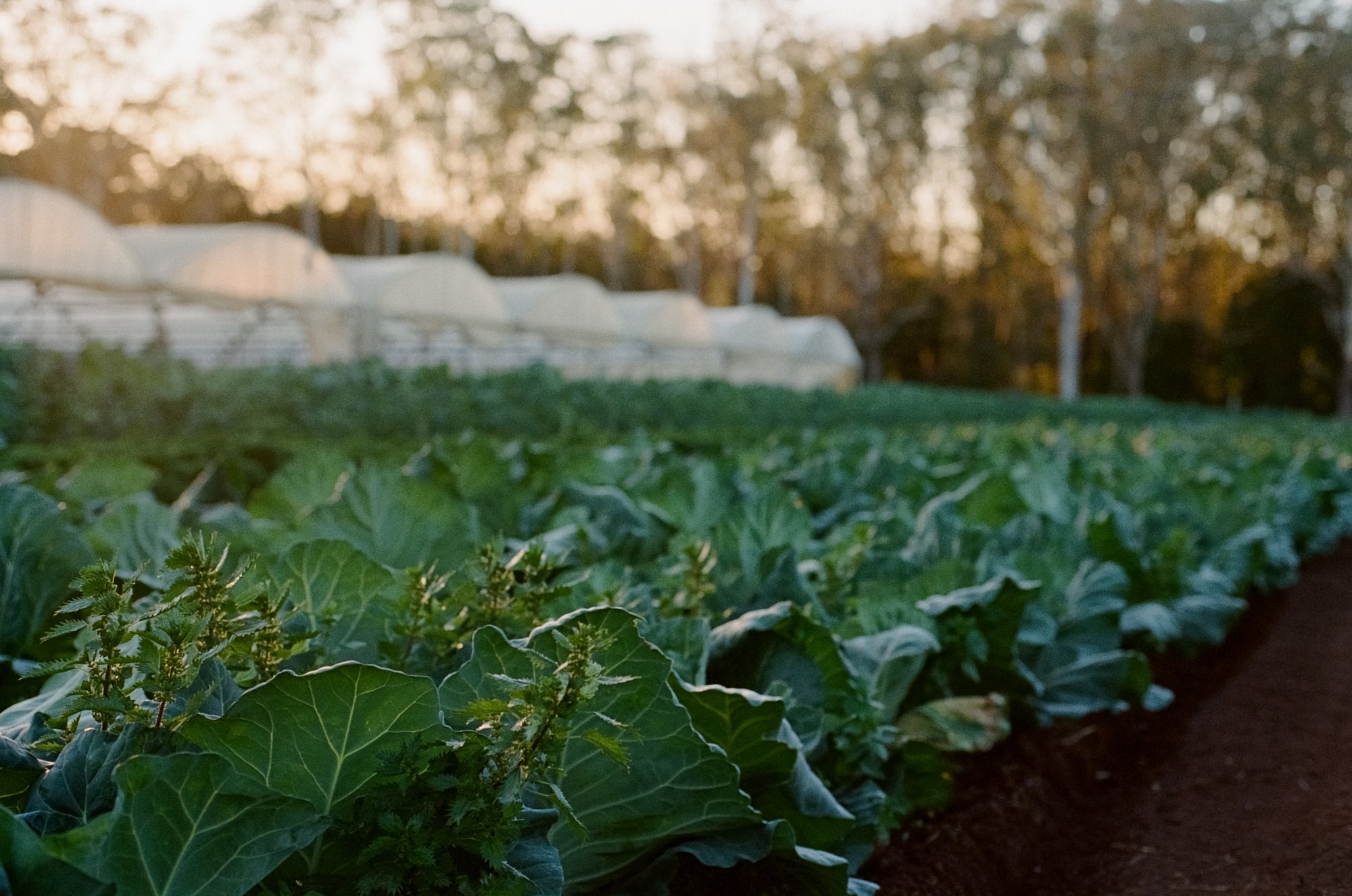 230626_NewcastleGreens_Film_706.jpg