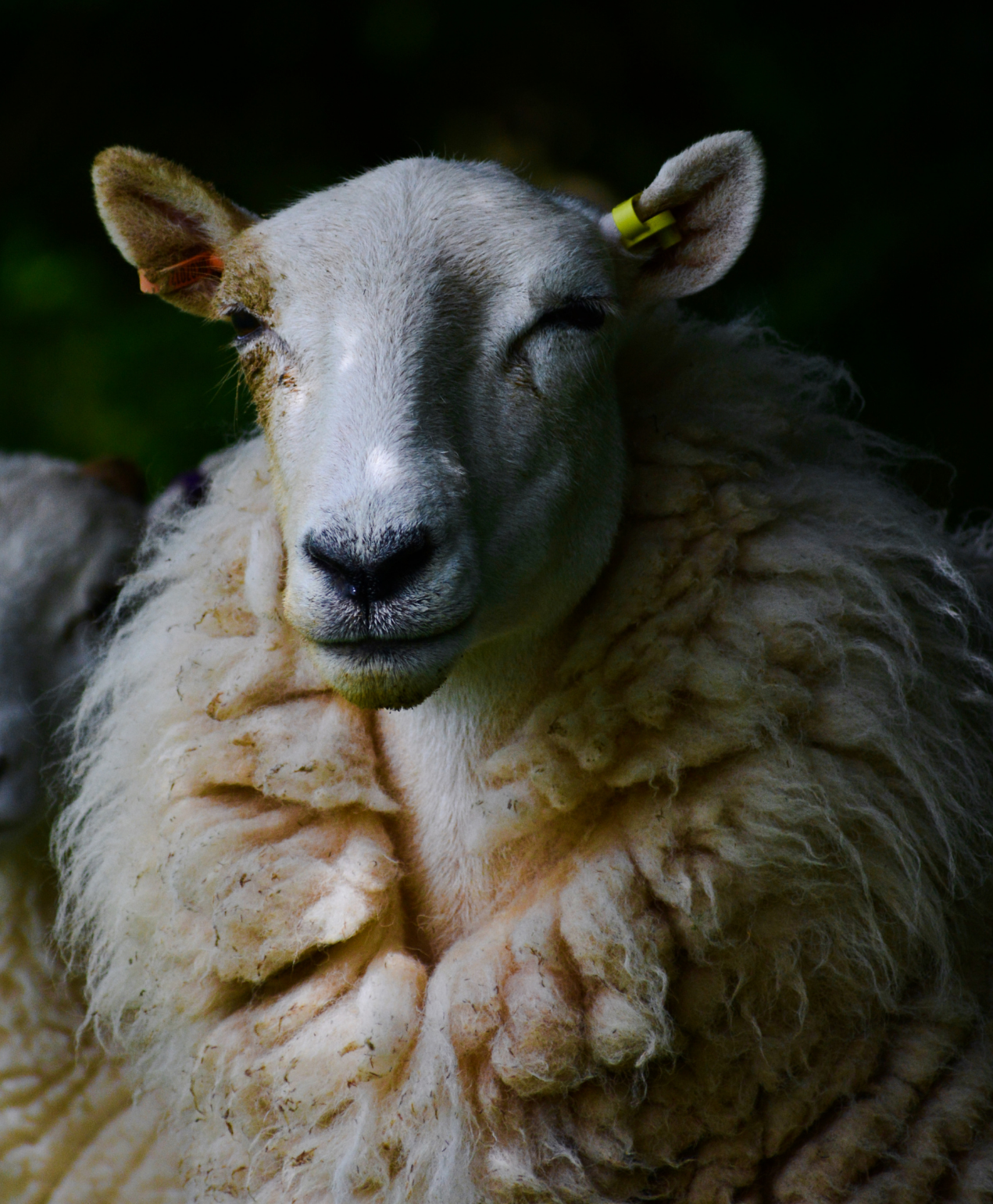 sheep.png