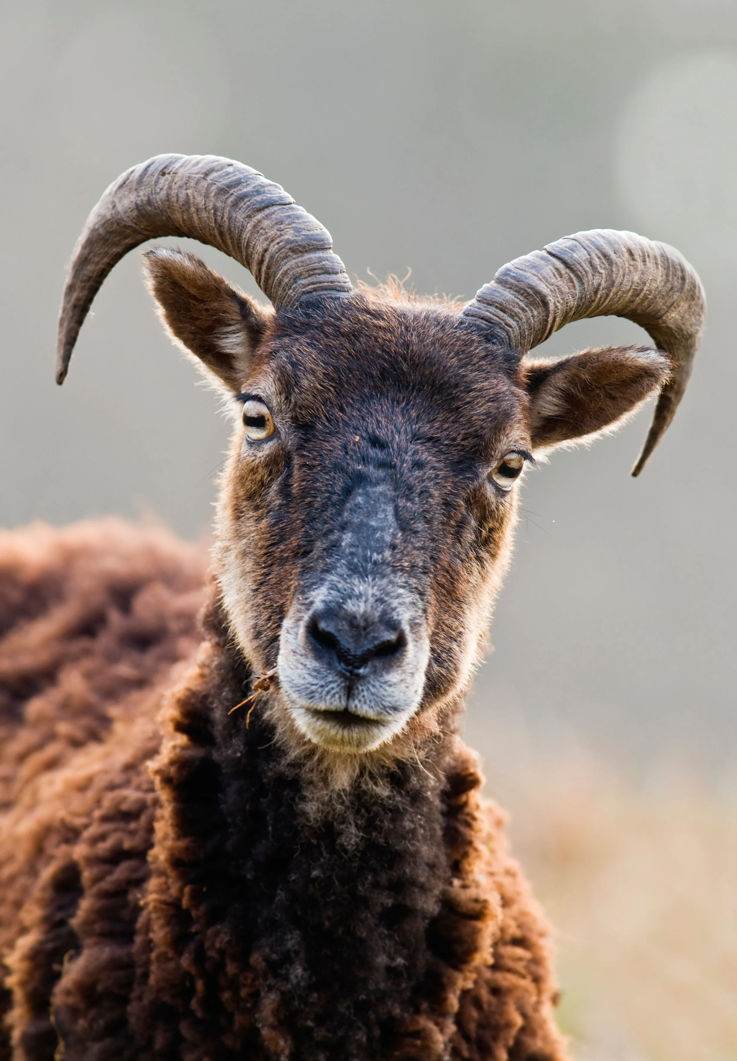 Soay Sheep (Pic: Alamy)