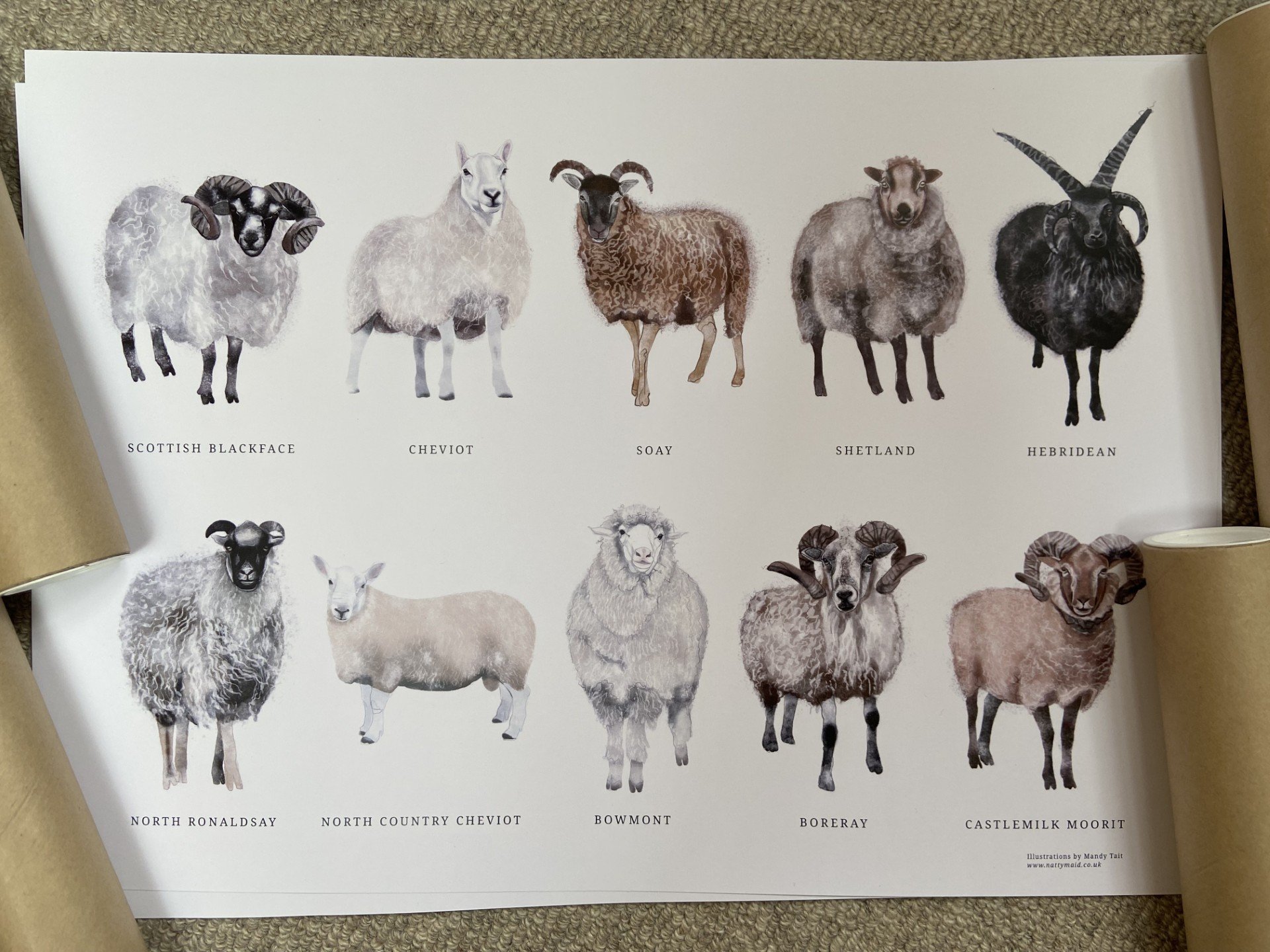 Scottish Native Sheep Breeds A3 Print