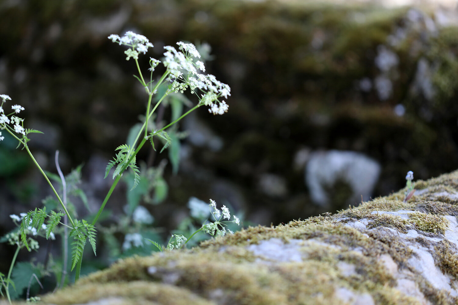 cow_parsley.jpg