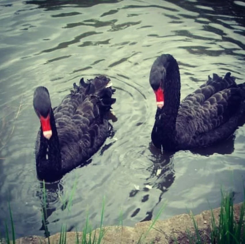 Black Swan.JPG