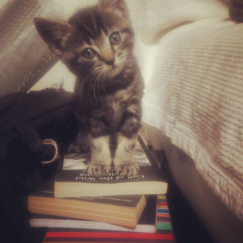 Call of the Wild.JPG