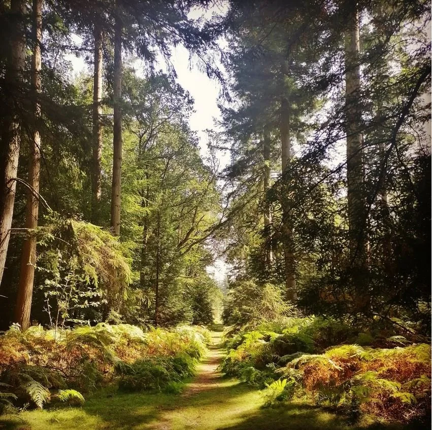 New Forest Magic.JPG