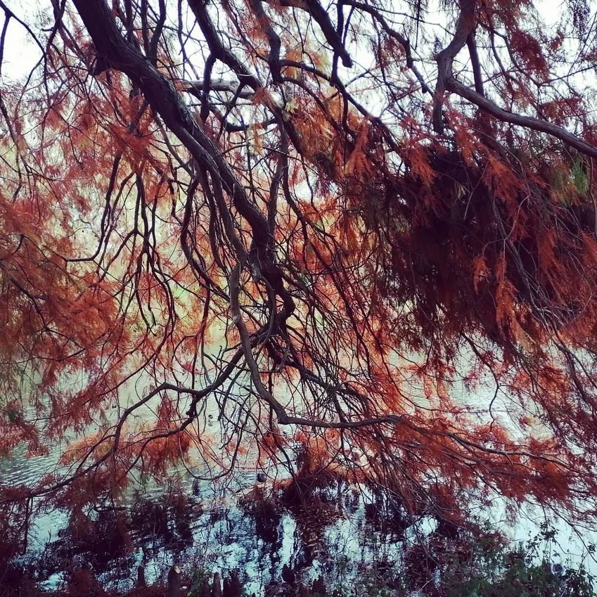 Rose Garden - Autumn.JPG