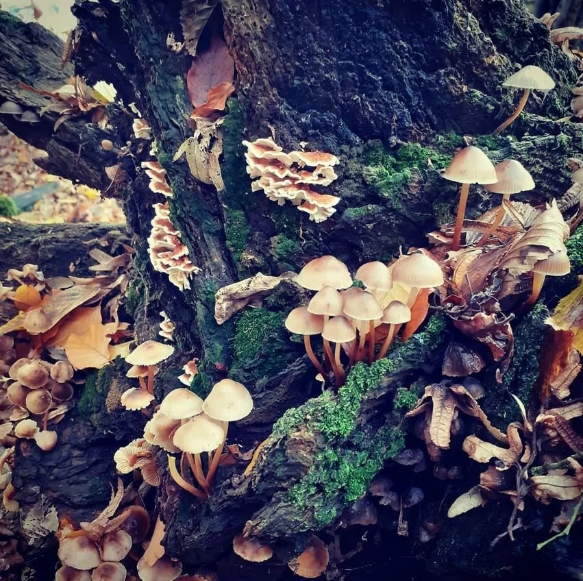 Mushrooms Trent Park.JPG