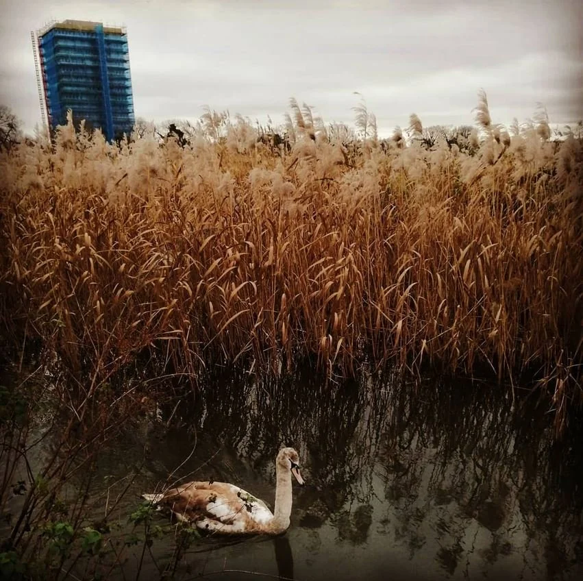 Swans in Manor House.JPG