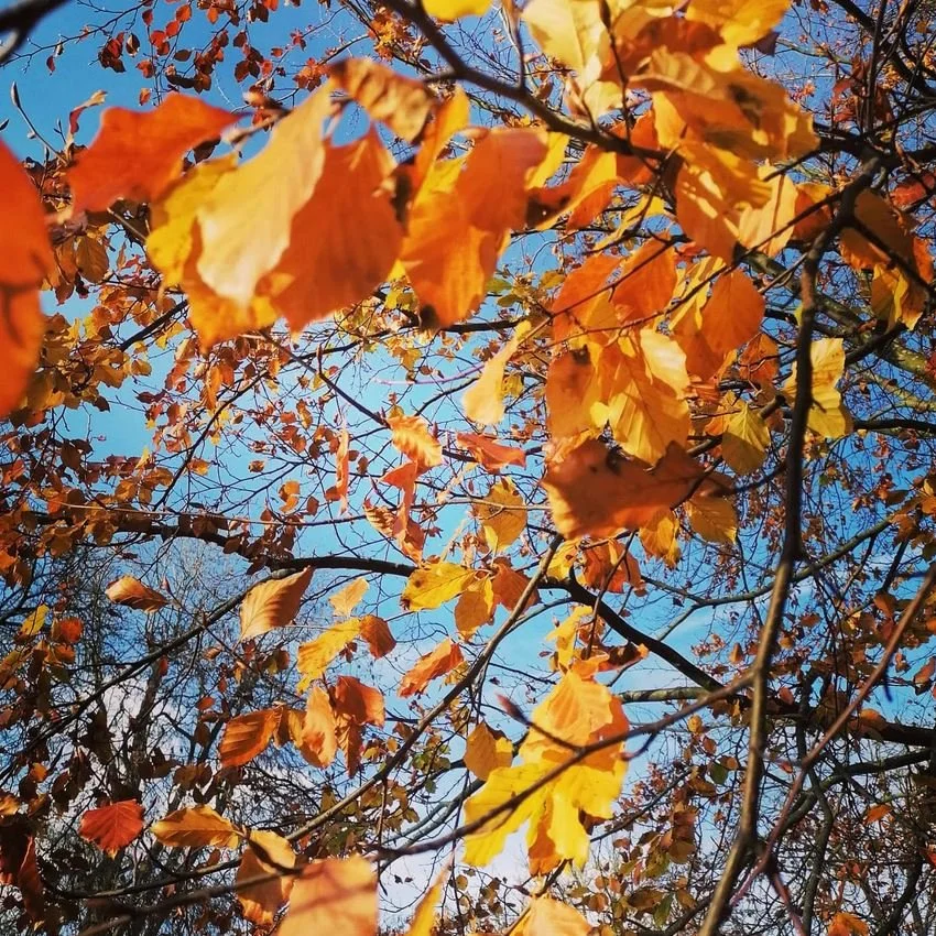 Autumn Leaves - Hampstead Heath.JPG
