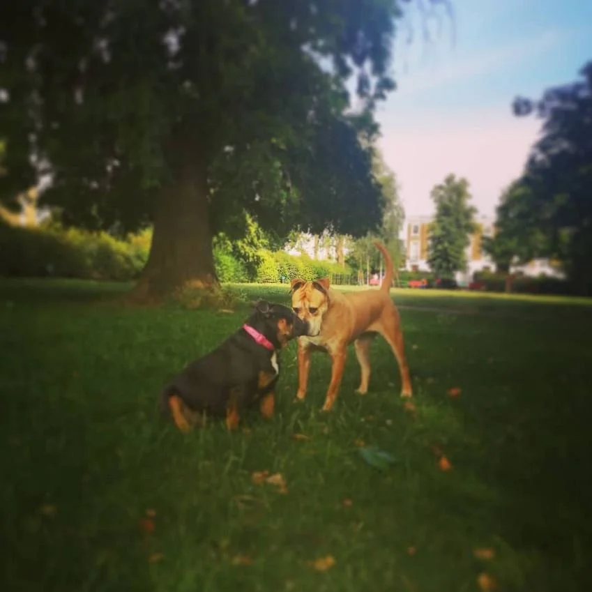 Doggy Love.JPG
