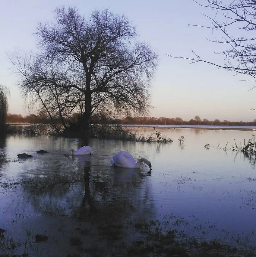 Huntington Swans 3.JPG