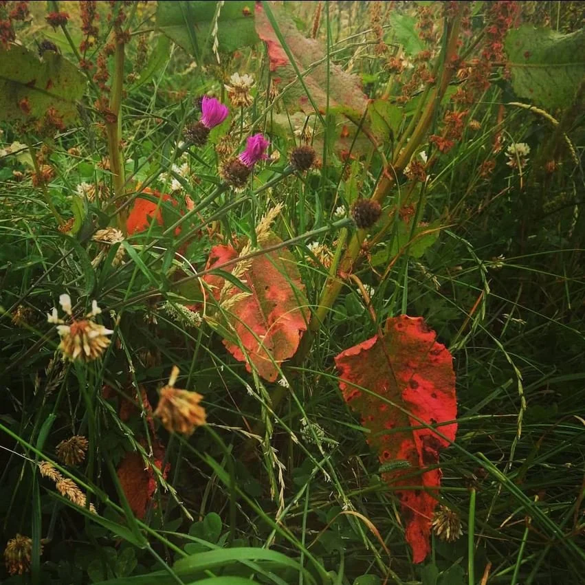 Summer Wild Flowers Hampstead Heath.JPG