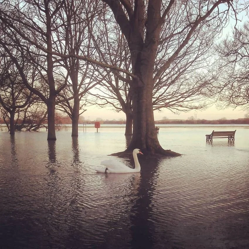 Huntington Swans.JPG