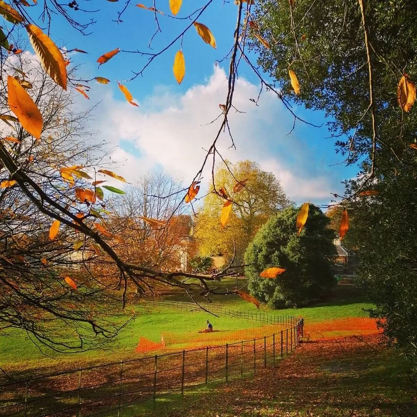 Kenwood Leaves.JPG