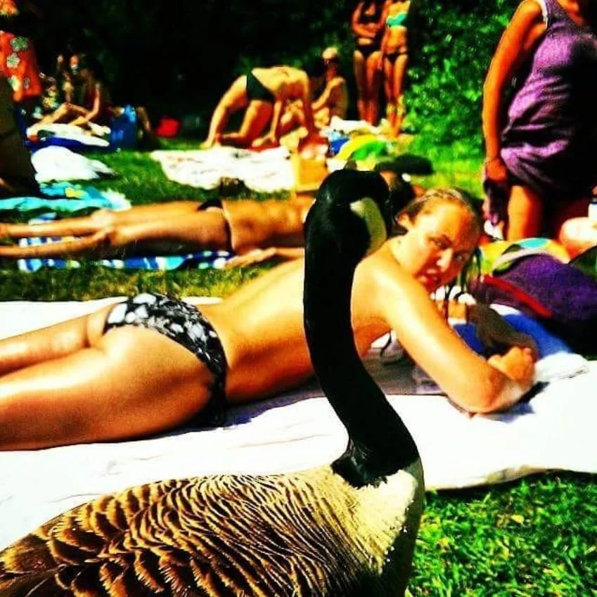 Goose Womens Pond.JPG