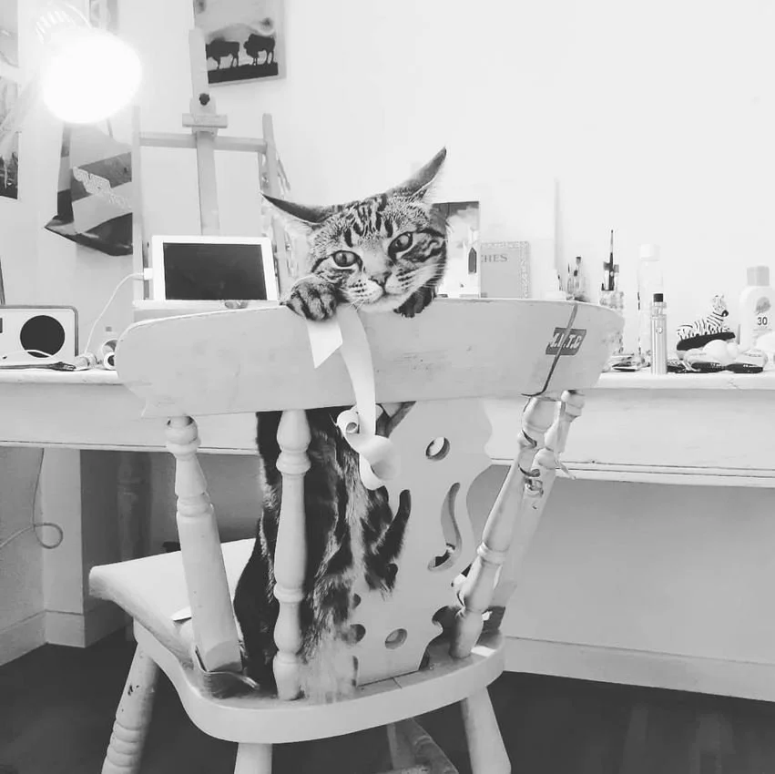 Cat on Chair - Kentish Town.JPG