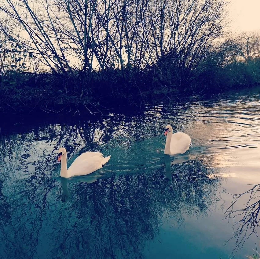 Swans and Reflections.JPG