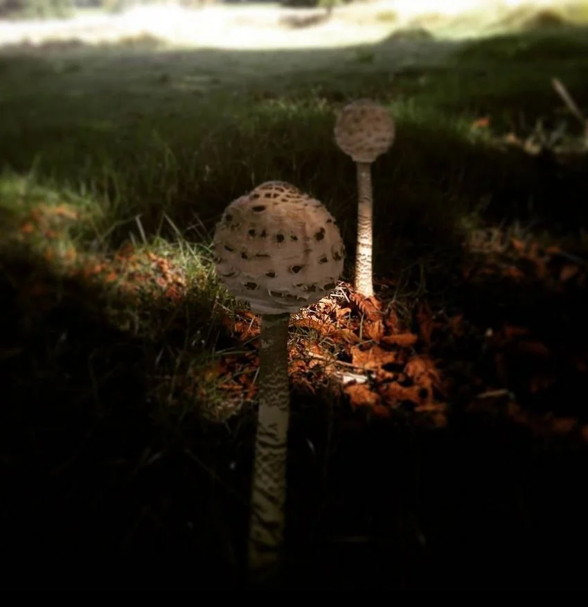 Two Mushrooms - Richmond.JPG