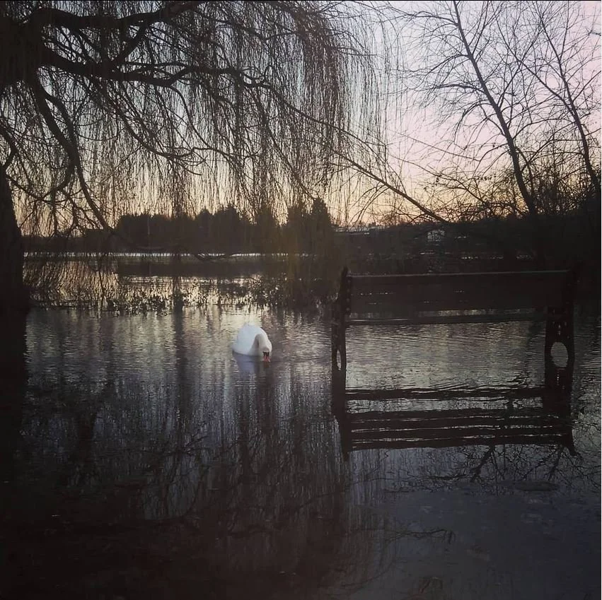 Huntington Swans 2.JPG